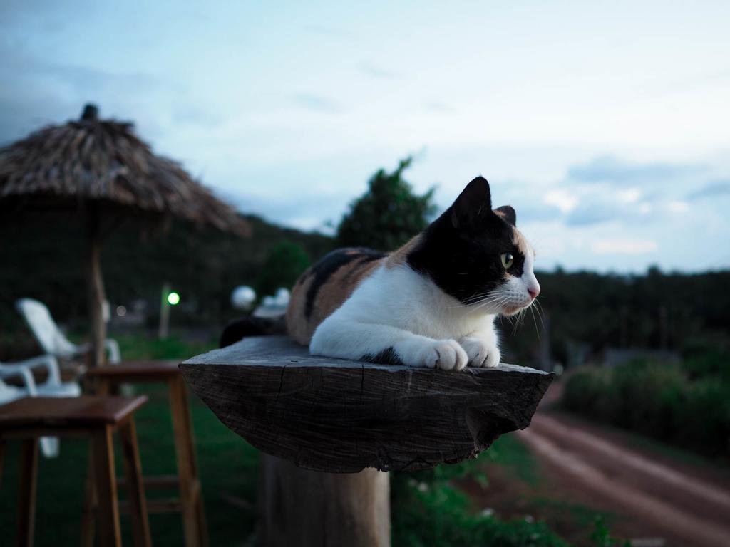 Cat Wisma tamu 2*