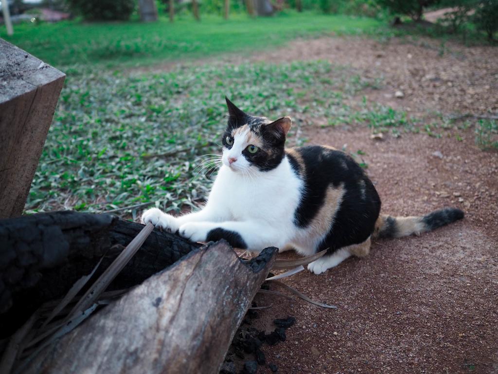 Cat Wisma tamu Koh Lanta